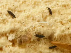 Hypogastrura harveyi thumbnail 1