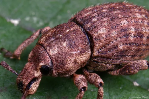 Panscopus erinaceus