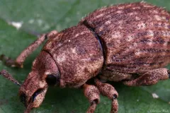 Panscopus erinaceus thumbnail 1