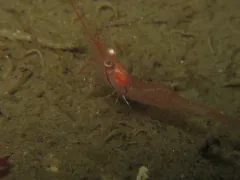 Ocean Shrimp thumbnail 2