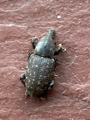 Pitch-eating Weevil