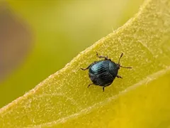 Thief Weevil thumbnail 2