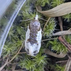 Henricus fuscodorsana thumbnail 1