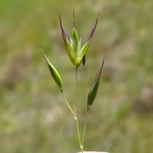 California oatgrass