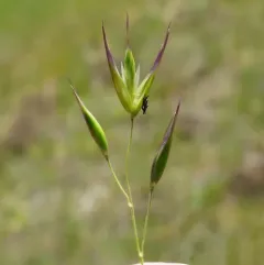 California oatgrass thumbnail 1