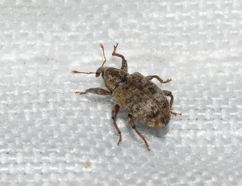 Cloudy Curculio