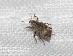 Cloudy Curculio thumbnail 1