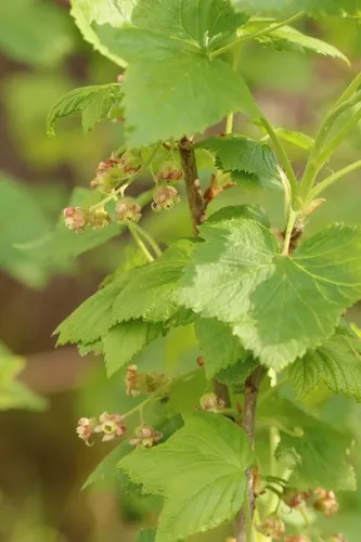 Blackcurrant