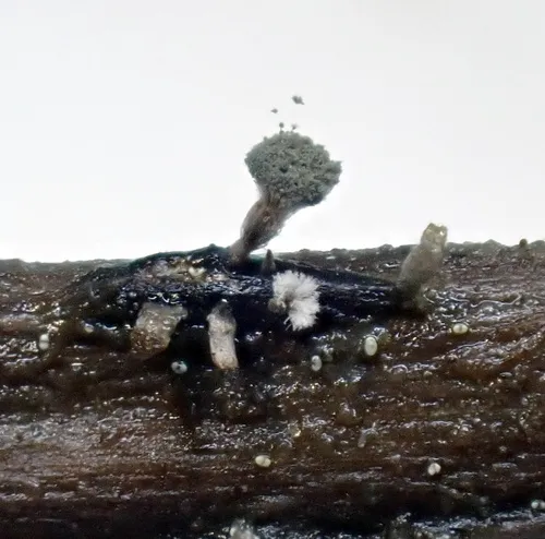 Coremiella cubispora