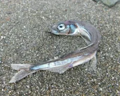 Atlantic Capelin thumbnail 2