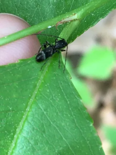Tilloclytus geminatus