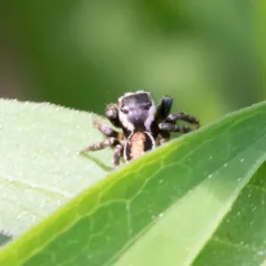 Hoy's Jumping Spider thumbnail 2