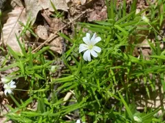 greater stitchwort thumbnail 3