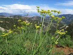 Thompson's Desert Parsley thumbnail 2
