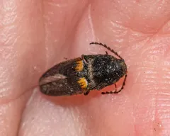 Ampedus protervus thumbnail 1