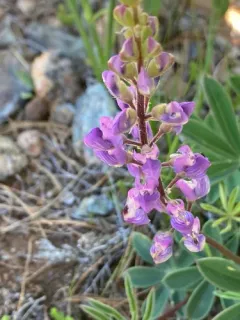 Plumas lupine thumbnail 2