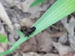 Chalepus bicolor thumbnail 3