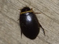 Graphoderus fascicollis thumbnail 3
