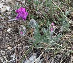Hare's-foot Point-vetch thumbnail 2
