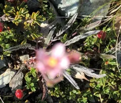 silky horkelia thumbnail 2