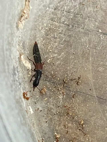 Othius punctulatus