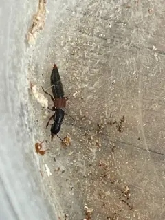Othius punctulatus thumbnail 1