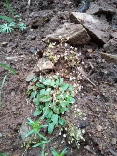 Idaho Saxifrage thumbnail 2