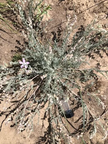 Lyall's Milkvetch