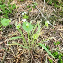 Streambank Springbeauty thumbnail 3