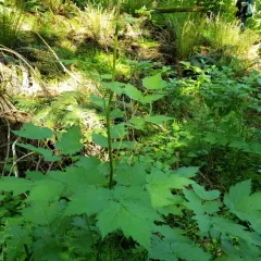 Tall Bugbane thumbnail 2
