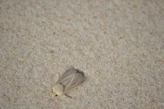 Sand Wainscot thumbnail 2