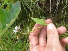 Beringian Springbeauty thumbnail 4