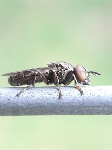 Dusky-veined Mucksucker