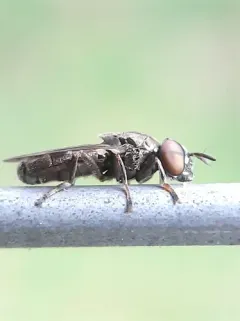 Dusky-veined Mucksucker thumbnail 1