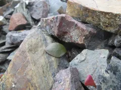 Ogilvie Mountains Springbeauty thumbnail 4
