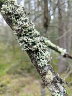 Cyphobasidium hypogymniicola thumbnail 2