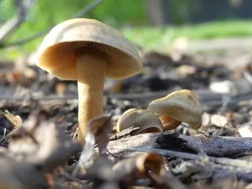Agrocybe smithii