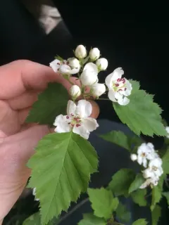 Smooth Hawthorn thumbnail 3