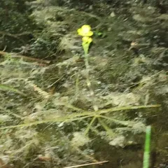 swollen bladderwort thumbnail 2