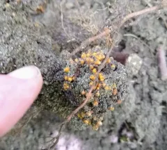 Alder Root Gall Bacteria thumbnail 2