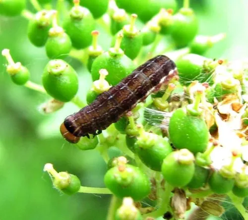 Barrens Sallow