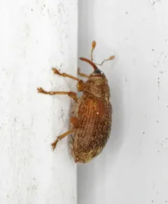 Chevron Ash Weevil thumbnail 2