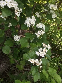 Rough Hawthorn thumbnail 3