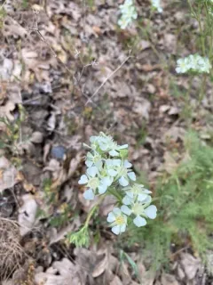 Carrotleaf Horkelia thumbnail 3