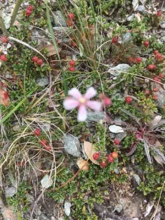 silky horkelia thumbnail 3