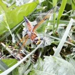 Four-spotted Skimmer thumbnail 3