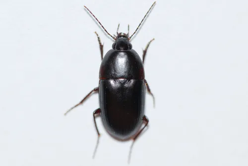Oodes amaroides