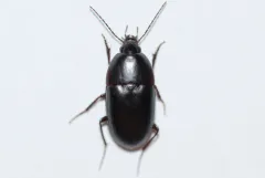 Oodes amaroides thumbnail 1