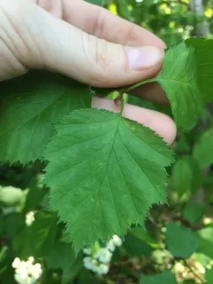 Fort Sheridan Hawthorn thumbnail 1