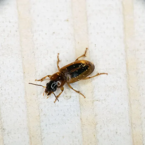 LeConte's Seedcorn Beetle